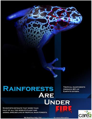 rainforestsave