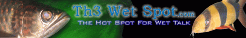 w3tsp0t